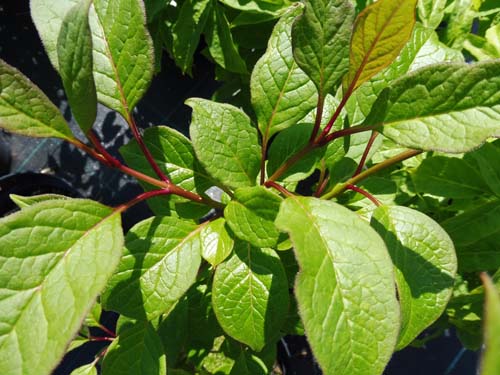 Syringa komarowii