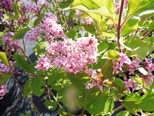 Syringa meyeri 'Flowerfesta Pink' Syringa meyeri 'Flowerfesta Pink'