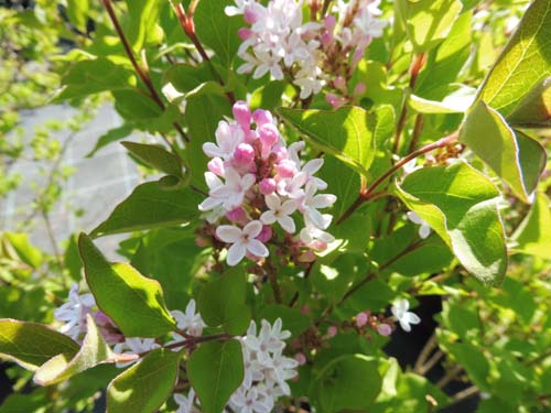 Syringa meyeri 'Flowerfesta White' Syringa meyeri 'Flowerfesta White'