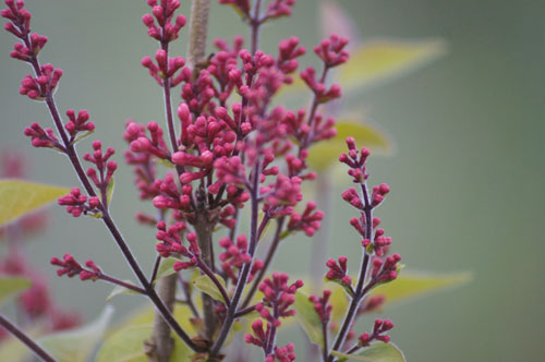 Syringa microphylla 'Superba' Syringa microphylla 'Superba'