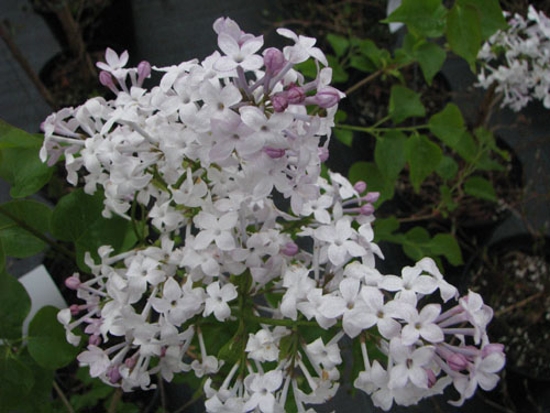 Syringa oblata Syringa oblata