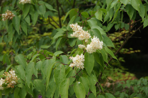 Syringa pekinensis