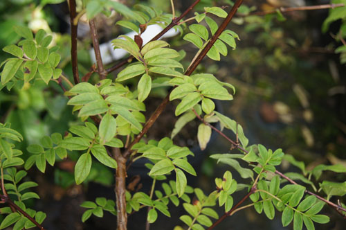 Syringa pinnatifolia