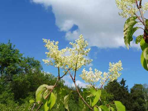 Syringa reticulata