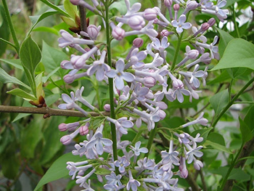 Syringa sweginzowii Syringa sweginzowii