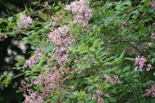 Syringa tomentella Syringa tomentella