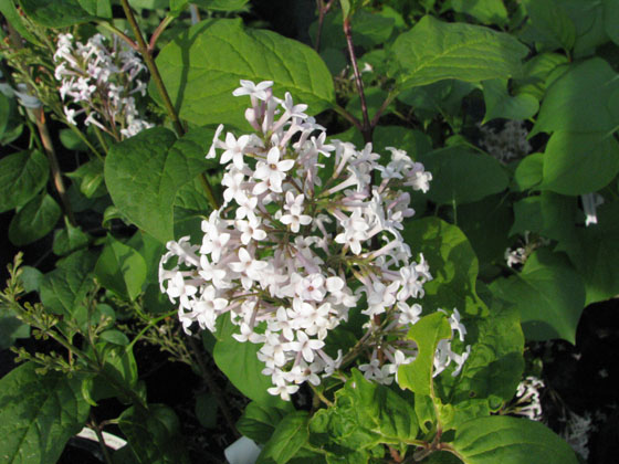 Syringa villosa 'Bretschneideri'