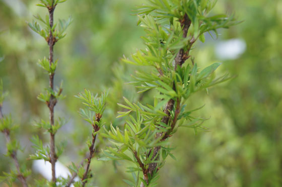 Syringa x laciniata Syringa x laciniata