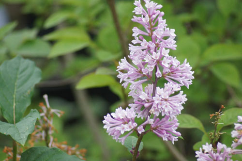 Syringa x prestoniae 'Miss Canada' Syringa x prestoniae 'Miss Canada'