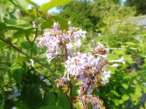 Syringa x prestoniae 'Nocturne' Syringa x prestoniae 'Nocturne'