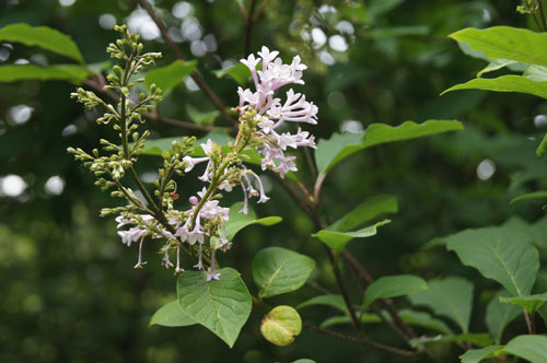 Syringa yunnanensis