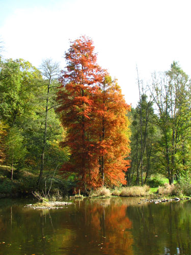 Taxodium ascendens