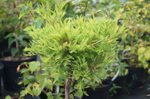 Taxodium distichum 'Cave Hill'