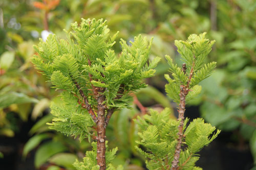 Taxodium distichum 'Pevé Minaret'