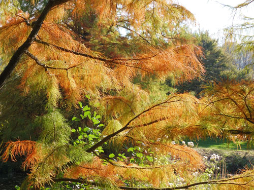Taxodium distichum