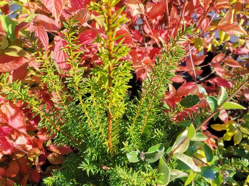 Taxus baccata Taxus baccata