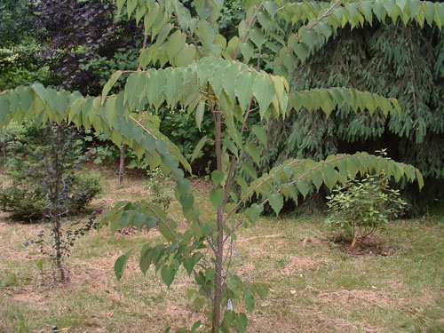 Tetracentron sinense