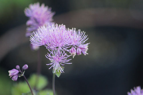 Thalictrum aquilegifolium Thalictrum aquilegifolium