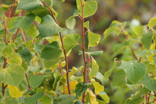 Tilia cordata 'Winter Orange'
