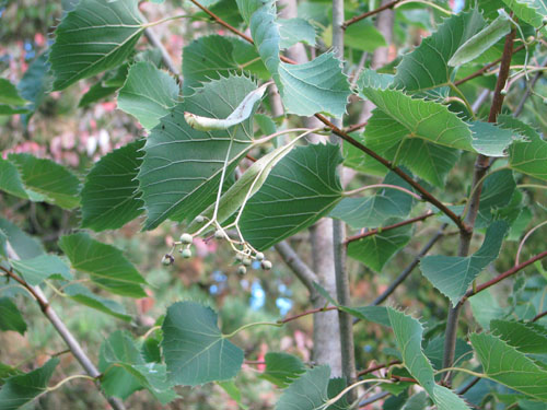 Tilia henryana Tilia henryana