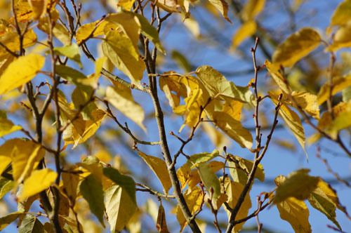 Tilia kiusiana