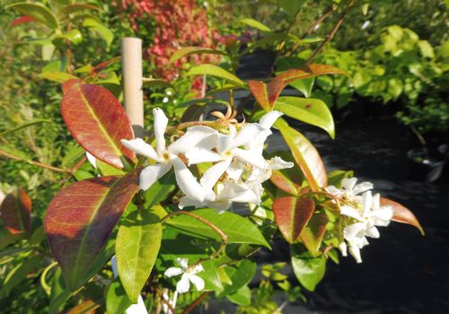 Trachelospermum jasminoides Trachelospermum jasminoides