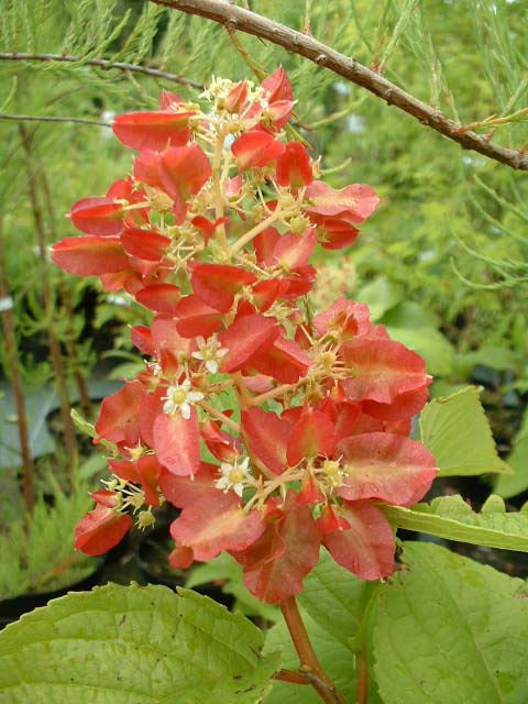 Tripterygium regelii