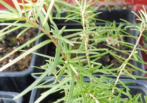 Tsuga chinensis