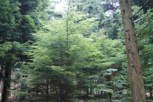 Tsuga heterophylla Tsuga heterophylla