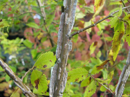 Ulmus alata Ulmus alata