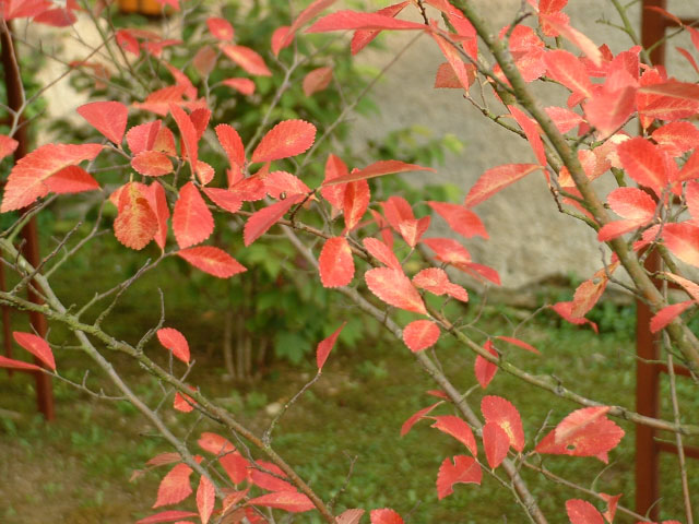 Ulmus parvifolia Ulmus parvifolia