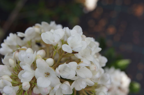 Viburnum 'Eskimo'