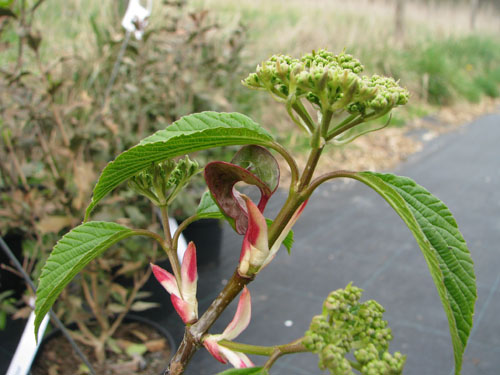 Viburnum 'Huron'