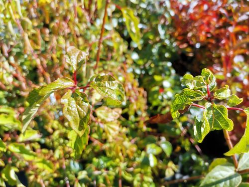 Viburnum betulifolium