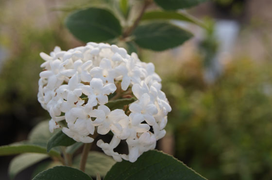 Viburnum carlesii