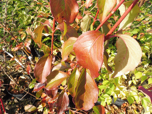 Viburnum cassinoides 'Sear Charm'