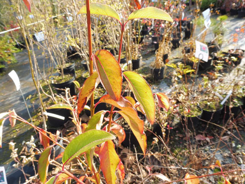 Viburnum cassinoides