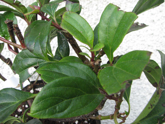 Viburnum cinnamomifolium