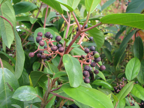 Viburnum cylindricum