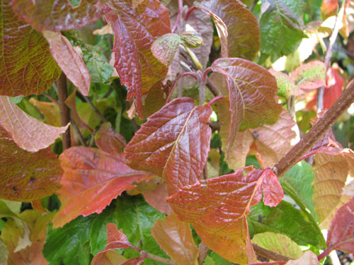 Viburnum dilatatum 'Iroquois'