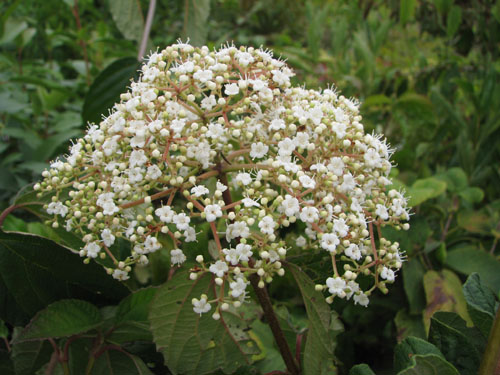 Viburnum dilatatum 'Oneida'