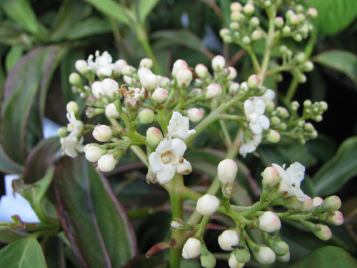 Viburnum erubescens 'Ward van Teylingen'
