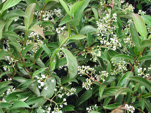 Viburnum erubescens