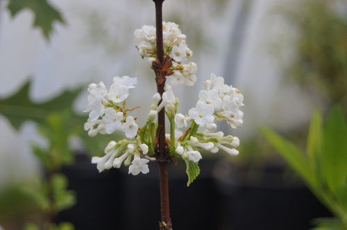 Viburnum farrerii 'Candidissimum'
