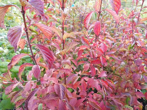 Viburnum farrerii Viburnum farrerii