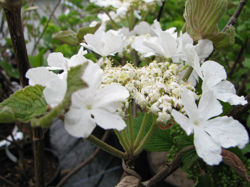 Viburnum furcatum Viburnum furcatum
