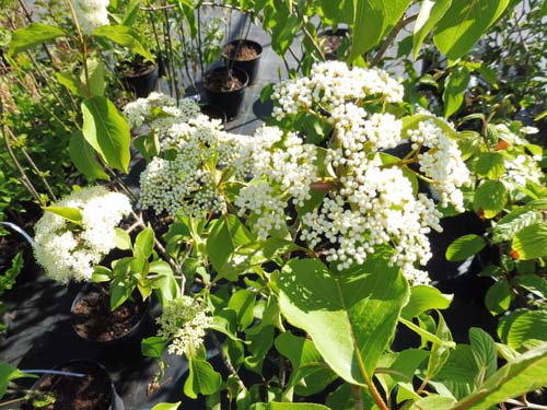 Viburnum lentago