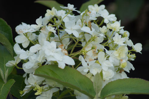 Viburnum macrocephalum