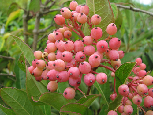 Viburnum nudum 'Pink Beauty'
