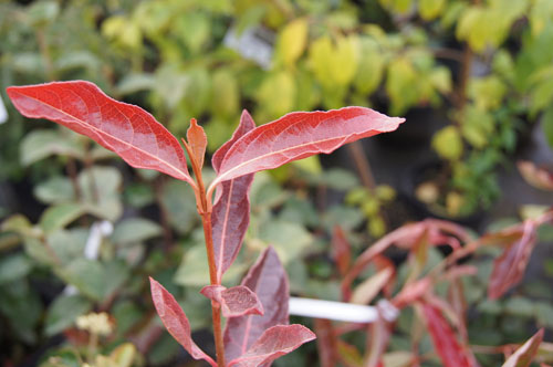 Viburnum nudum Viburnum nudum
